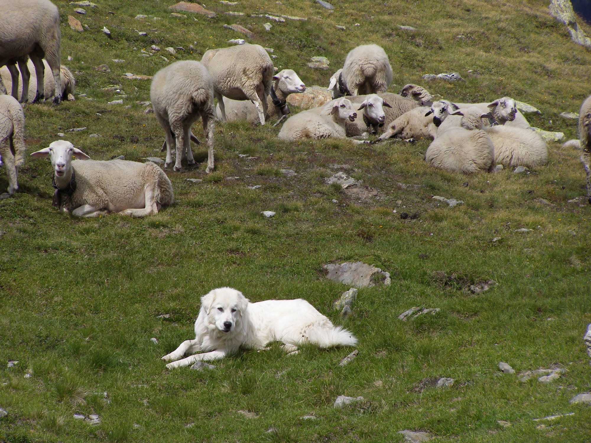 chien gardien