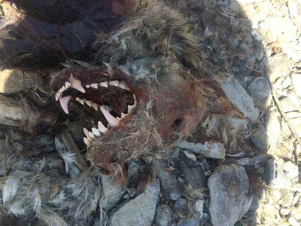 La dépouille du loup retrouvée à Rarogne en 2016.
