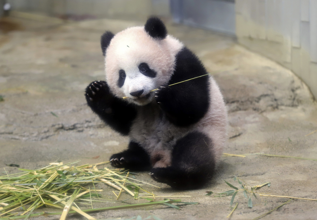Les 10 kg d'excréments générés chaque jour par un panda adulte sont riches en fibres.