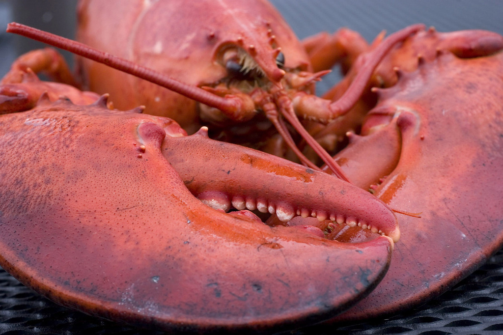 Il faudra étourdir les homards avant de les mettre à mort, car la pratique consistant à les plonger vivants dans de l'eau bouillante ne sera plus autorisée. (illustration)