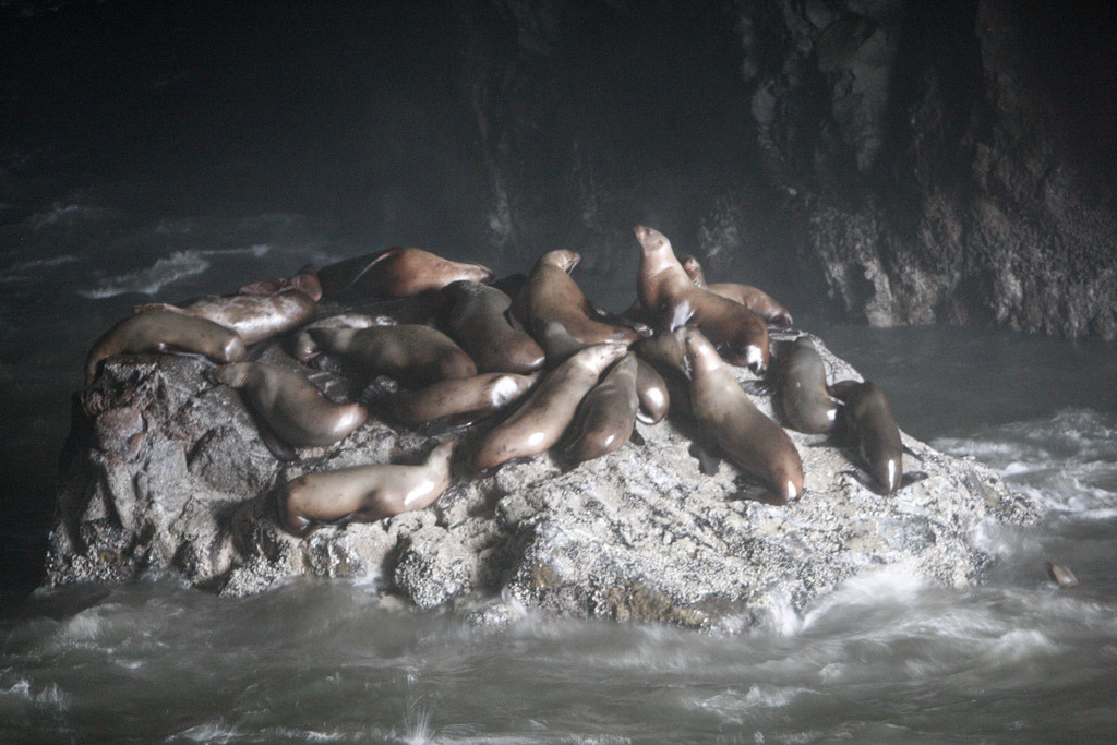 Les attaques pourraient venir d'une seul lion de mer selon une vétérinaire (photo prétexte)