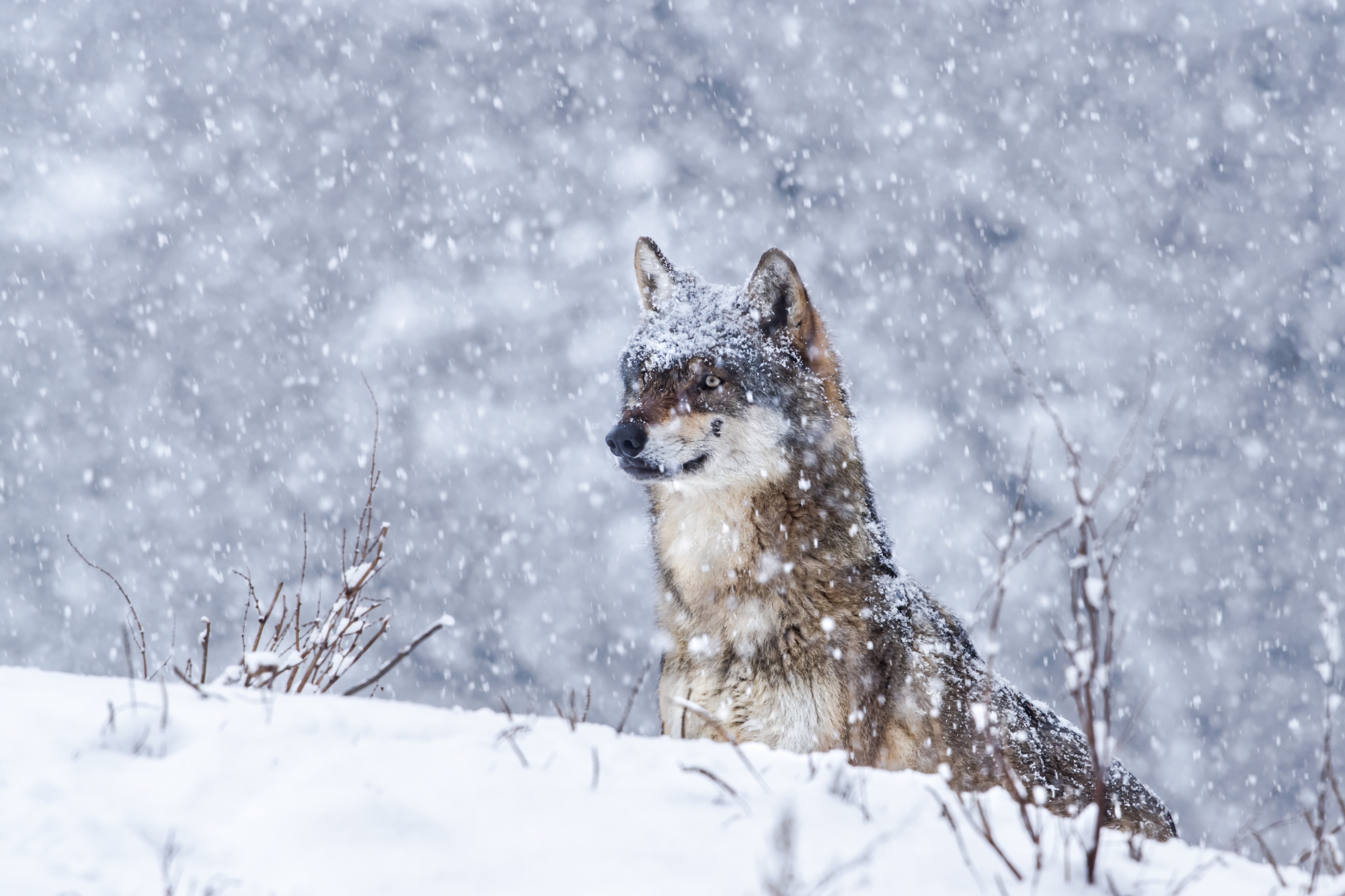 La question du métissage entre loup et chien fait l’objet de vives polémiques.