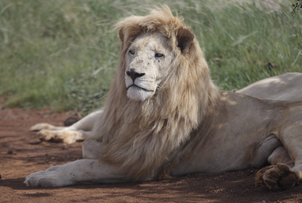 Le corps de l'homme a été retrouvé à moitié dévoré par les lions.