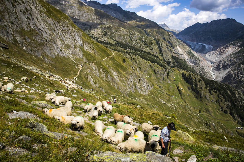 Le nombre de moutons surveillés en permanence par un berger a plus que doublé depuis 2003.