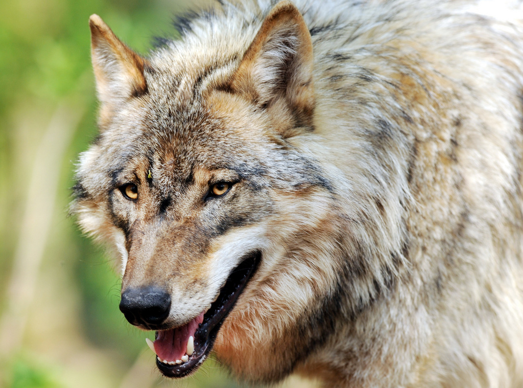 Les députés valaisans veulent que les loups hybrides soient éliminés.