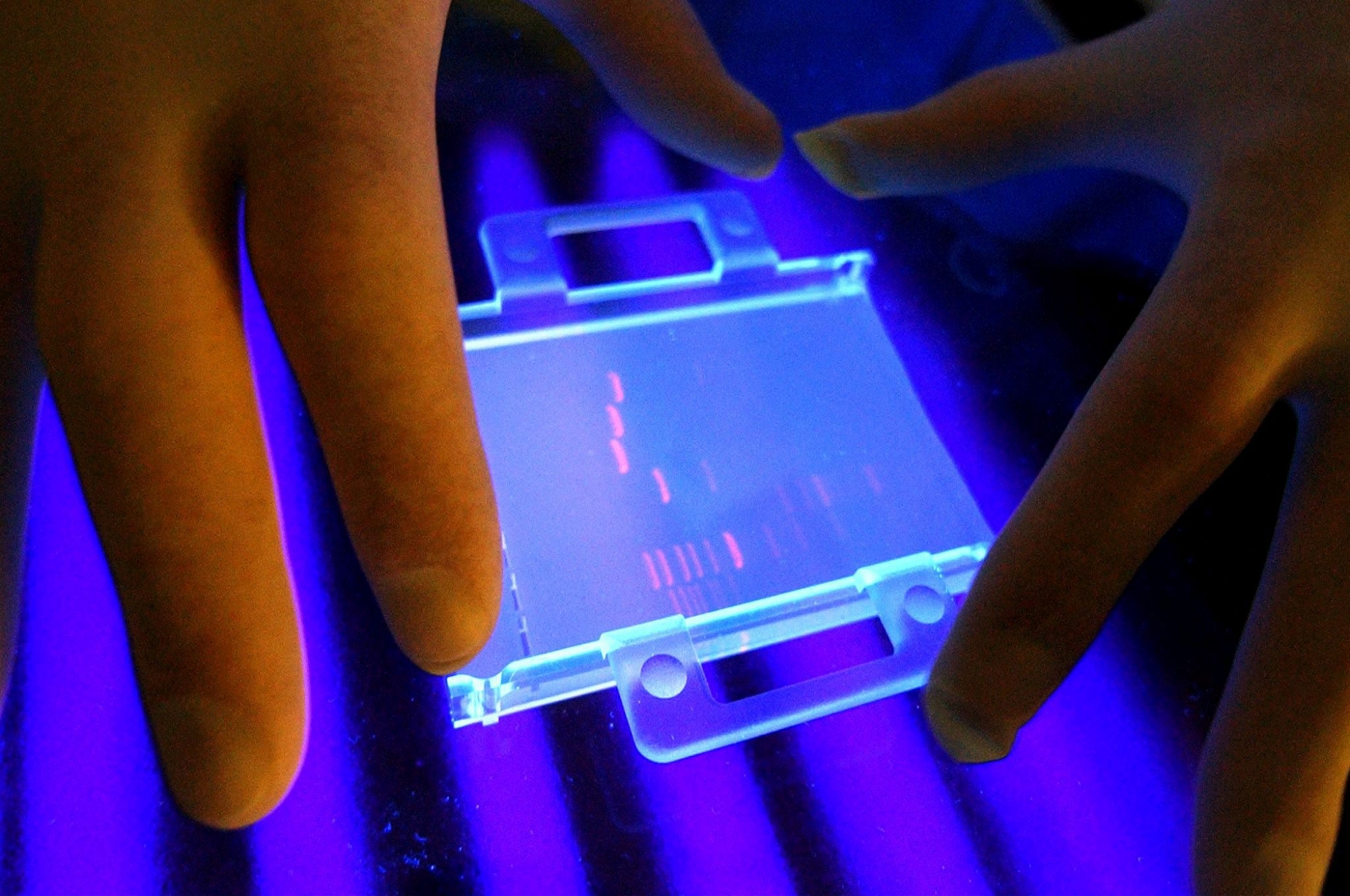 Serono's scientist examining a nucleic acid, DNA, profile revealed by UV light in the Cell Sciences Laboratory, at the Serono Biotech Center in Corsier-sur-Vevey, Switzerland, Thursday, June 27, 2002. Serono is a Swiss biotechnology and pharmaceutical firm. (KEYSTONE/Laurent Gillieron) SCHWEIZ SERONO BIOTECH