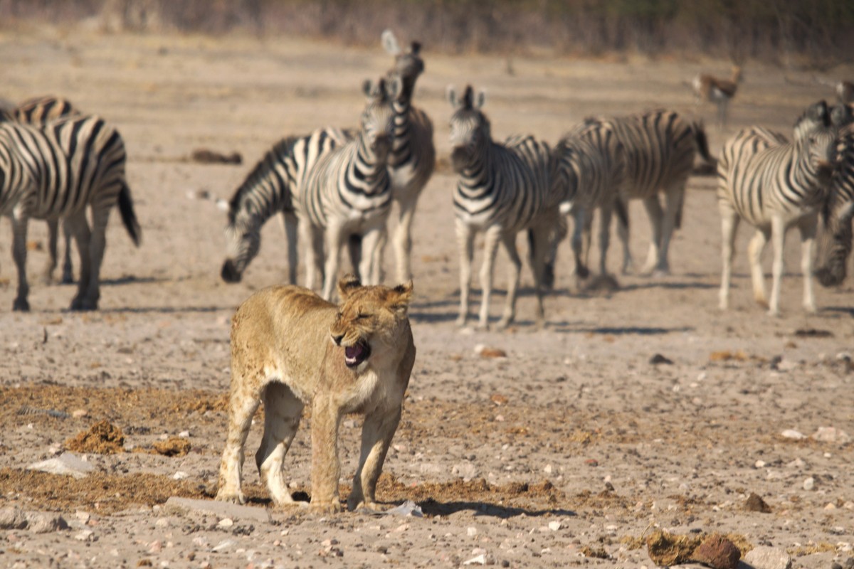 Les statistiques sont plutôt dures avec les lions, qui rentrent deux fois sur trois bredouilles.