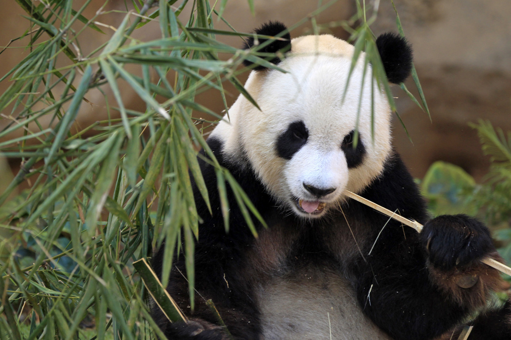 L'objectif est de pousser les communautés de pandas actuellement isolées dans trois provinces de Chine à se mélanger et à se reproduire.