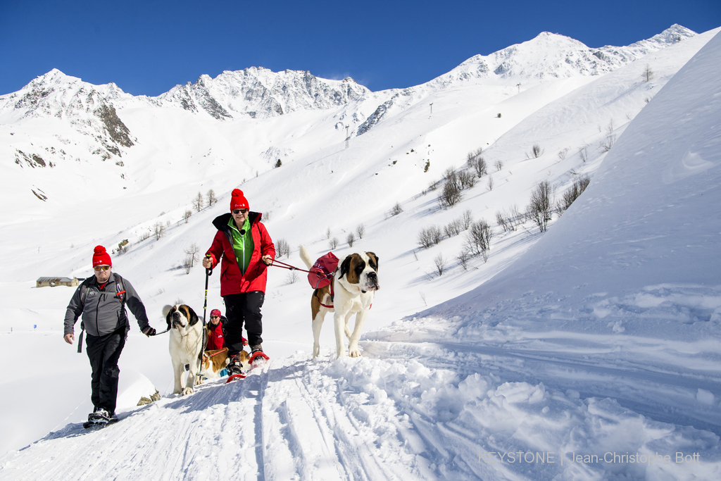 Cela fait des dizaines d'années que les chiens, qui aiment beaucoup la neige, ne montent plus à l'Hospice en hiver, notamment en raison des risques d'avalanche.