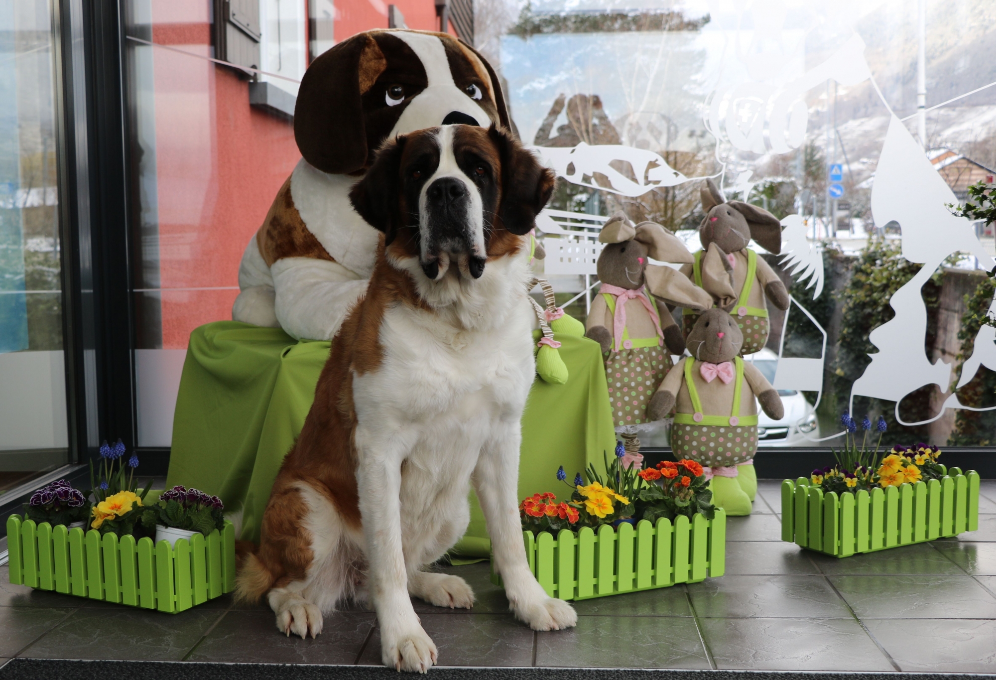 Les chiens du Saint-Bernard attendent les visiteurs au Barryland le lundi de Pâques.