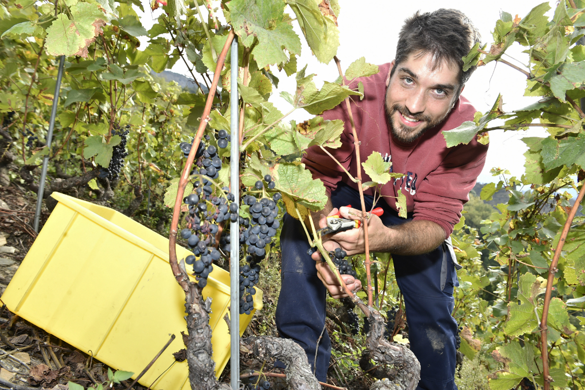 Après les vendanges 2016, le sourire de Romain Cipolla a été mis à rude épreuve l’année suivante. Mais grâce à un financement participatif, le jeune encaveur peut voir l’avenir plus sereinement.