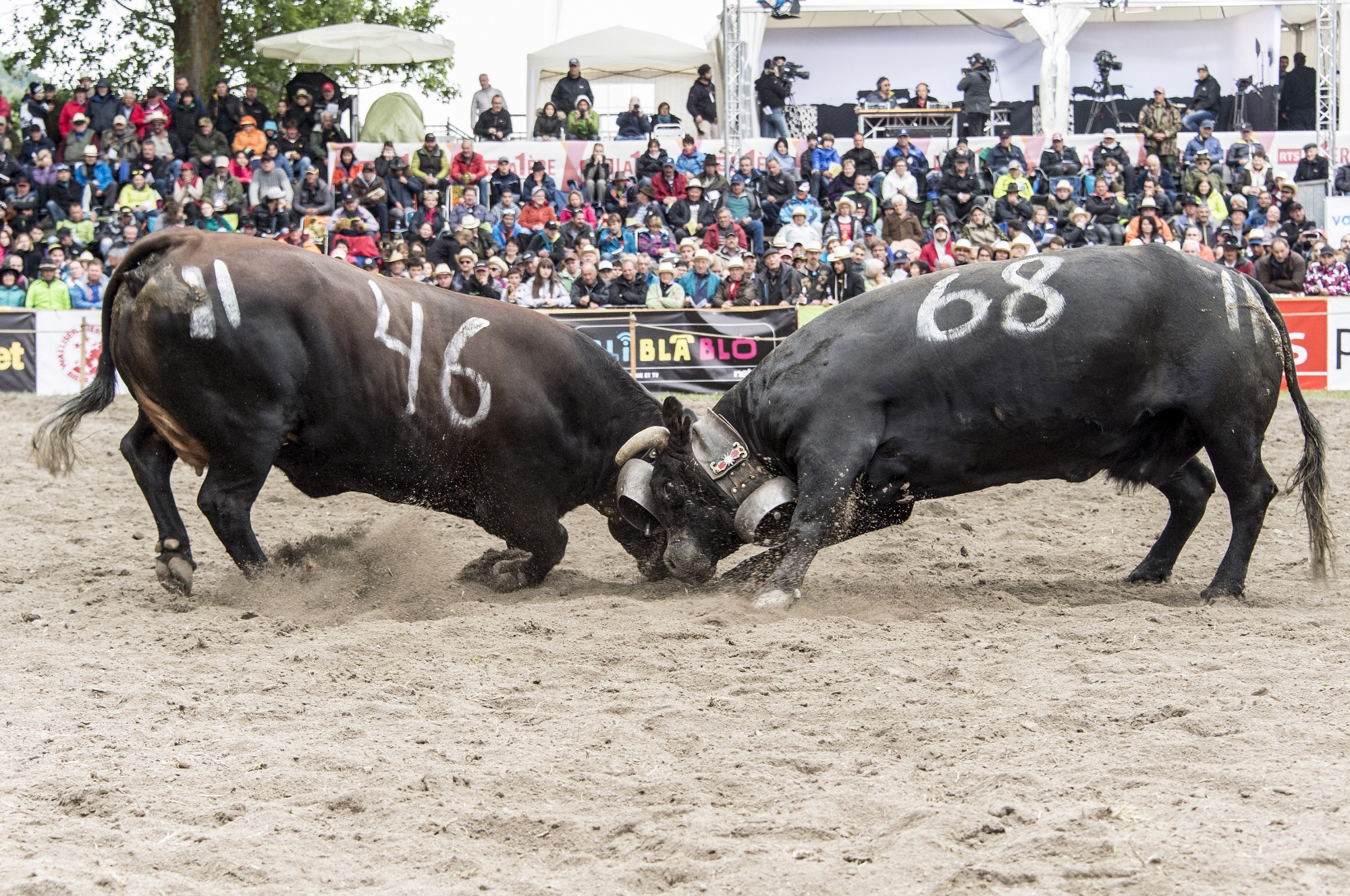 Organisé par le syndicat de Martigny, le premier combat de reines régional aura lieu dans l'arène de Pra Bardy, où se déroule chaque année la finale nationale.