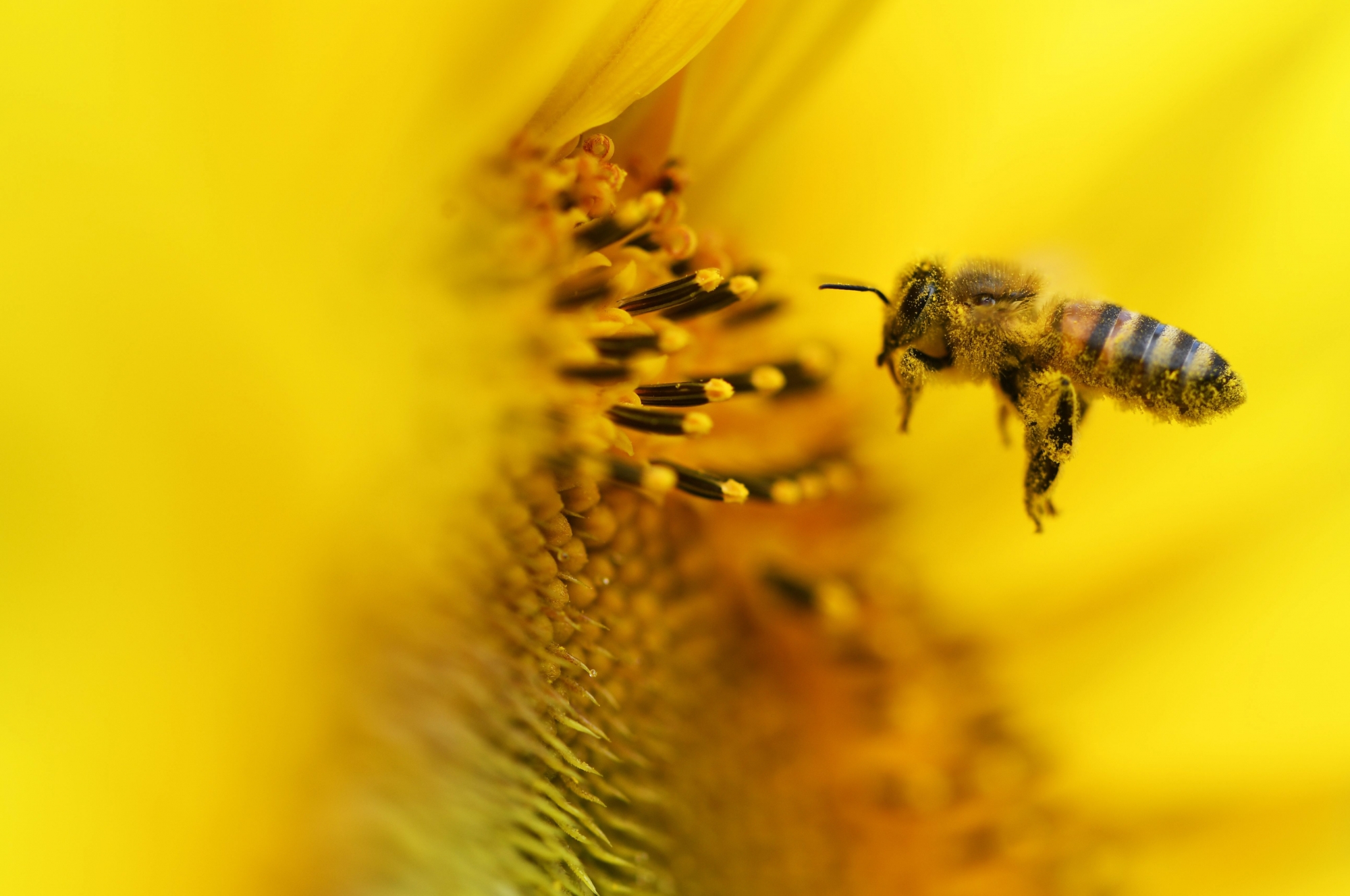 En Valais, 80% de la pollinisation des cultures de fruits et de baies est effectué par les abeilles. Les députés ont conscience de cette importance.
