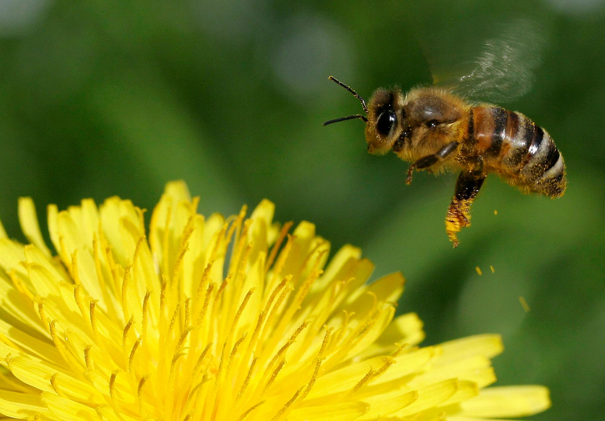 ARCHIV --- ZUM VERBOT VON INSEKTIZIDEN DURCH DAS BUNDESAMT FUER LANDWIRTSCHAFT STELLEN WIR IHNEN FOLGENDES BILD ZUR VERFUEGUNG --- Eine Honigbiene im Landeanflug, am Donnerstag, 4. Mai 2006, auf einer Wiese in Zuerich. Ein grosser Teil der Schweizer Bienen hat den Winter nicht ueberlebt. Der Verlust wird auf insgesamt 20 bis 30 Prozent geschaetzt. Die Ursachen des Bienensterbens sind noch unklar. Die Wissenschaftler glauben, dass verschiedene Faktoren zusammenkamen: die ungenuegende Effizienz der Varroabekaempfung, die Einwinterung geschwaechter Voelker, die Spaettracht, Pestizide und schliesslich klimatische Elemente. Bis sich der Bienenbestand erholt hat, dauert es ein bis zwei Jahre. (KEYSTONE/Lisa Maire) SCHWEIZ INSEKTIZIDVERBOT BIENENSCHUTZ