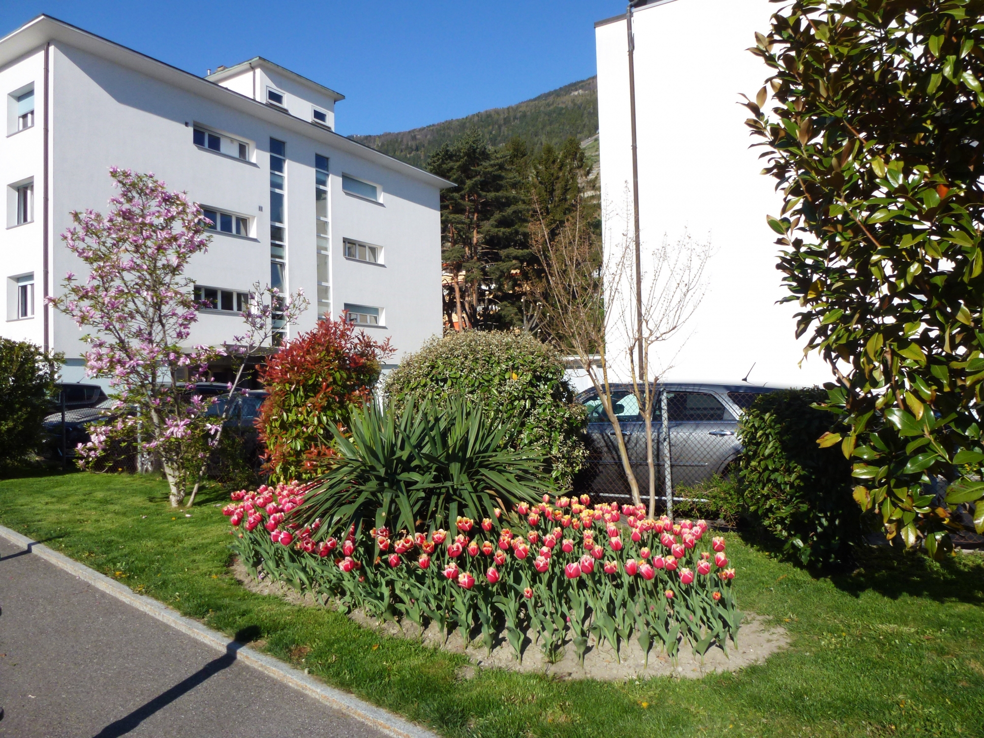 Les tulipes "Polio" ont notamment été plantées à Martigny, à proximité du parking de l'hôpital.