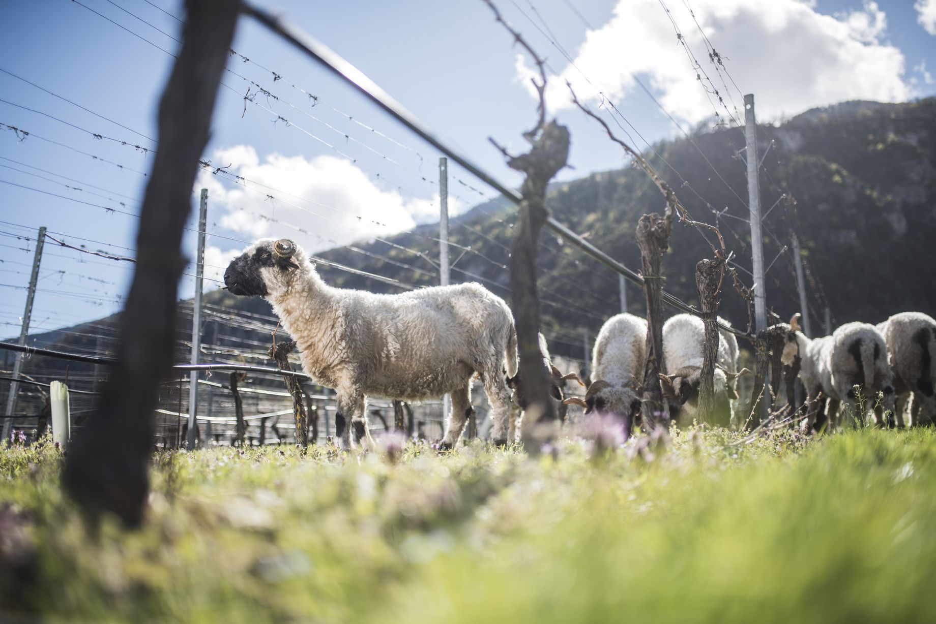 Les cultures bio tardent à gagner du terrain en Valais.