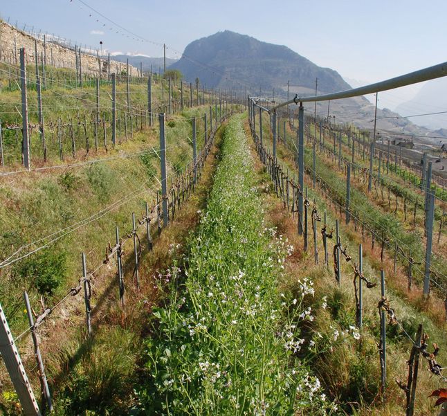 L'enherbement naturel gagne du terrain dans le vignoble valaisan.