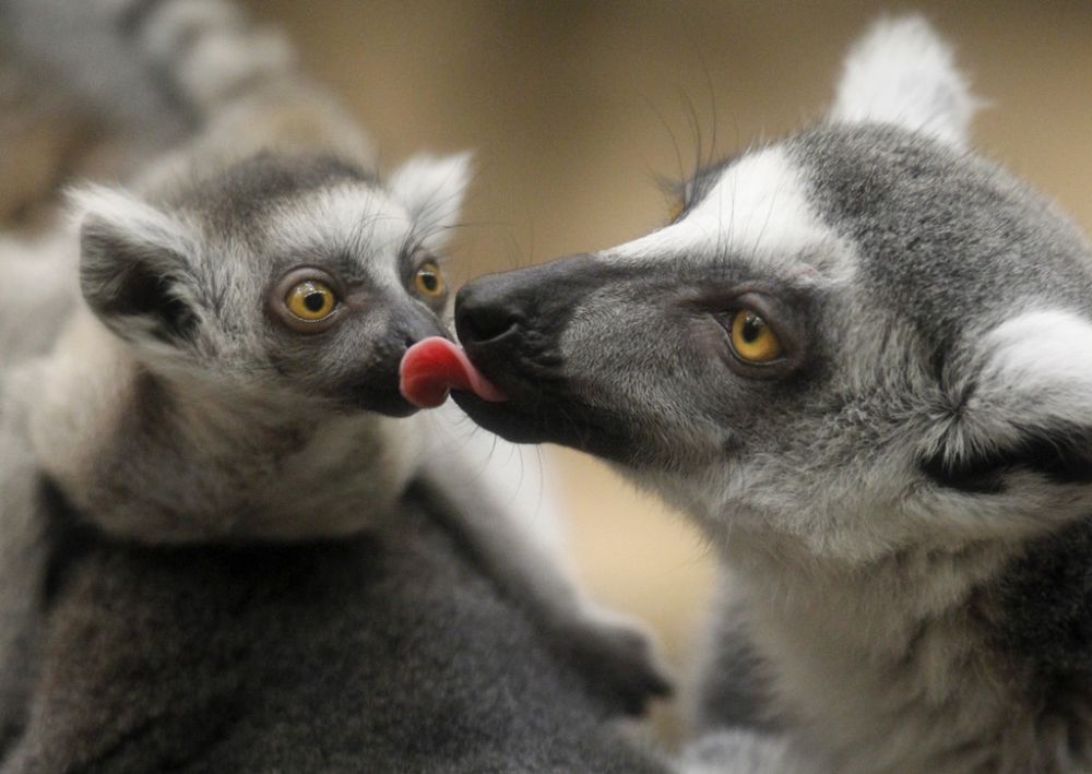 A month-old ring tailed lemur, left, receives a lick from it's one-year-old sister "Safina," right, in an exhibit at the Franklin Park Zoo, in Boston, Wednesday, April 27, 2011. The month-old lemur, one of a set of twins born March 31, 2011, has yet to receive a name or have its sex determined. Lemurs, endemic to Madagascar, are social animals that live in female dominated groups in the wild. (AP Photo/Steven Senne)