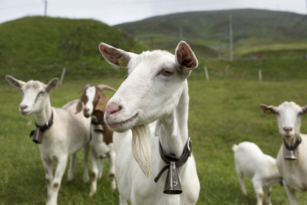 Le troupeau de 200 chèvres sera en route pendant sept mois. (Illustration)