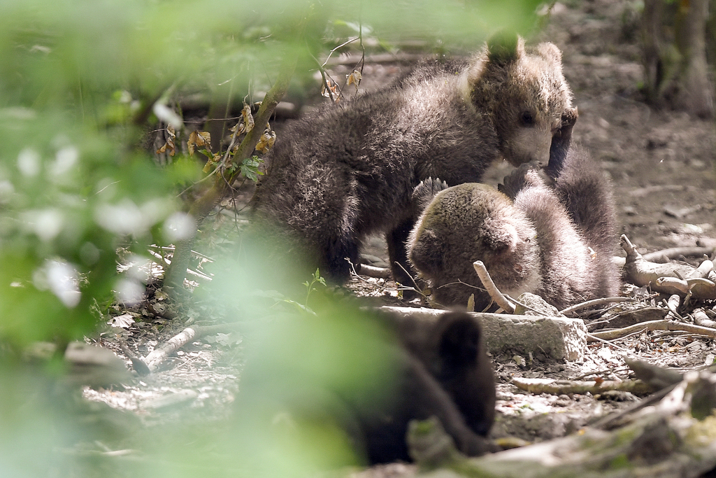 Quatre petits ours ont vu le jour au zoo de Zurich.