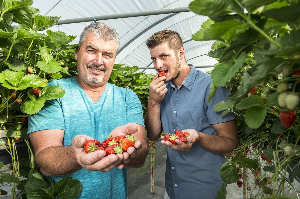 Stéphane Dorsaz et son fils Jean-Stéphane, chefs de culture pour les petits fruits, heureux de pouvoir faire déguster à un maximum de... Valaisans les fraises qu'ils cultivent hors sol à Fully.