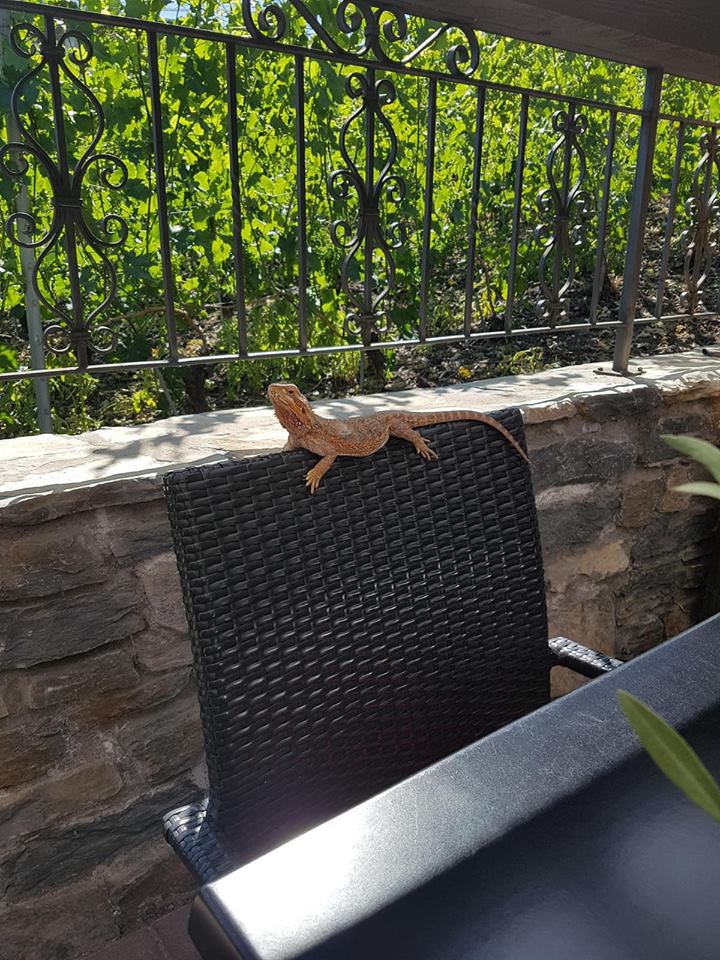 Le lézard a été retrouvé sur la terrasse du restaurant le Muzot à Veyras.