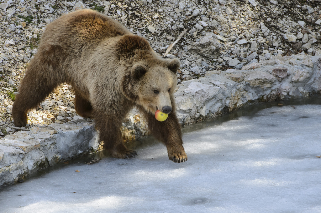 Un ours a été aperçu mercredi dans la commune de la Lenk, à la source de la Simme.