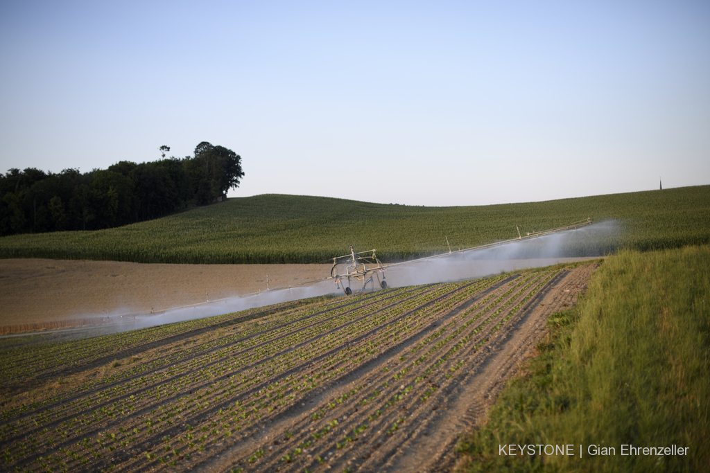 Le déficit hydrique pousse les agriculteurs à arroser leurs champs.