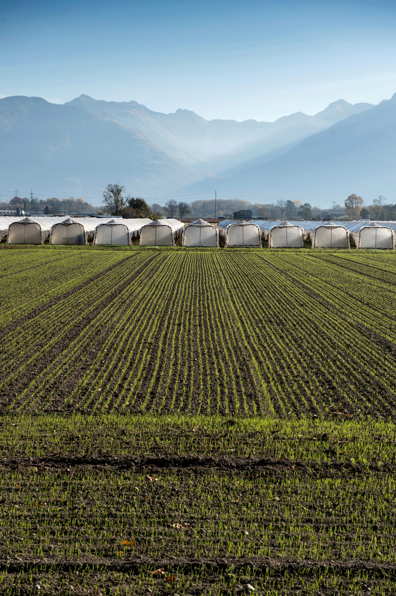 Gewaechshaeuser auf einem landwirtschaftlichen Feld in der Magadino-Ebene, aufgenommen am Mittwoch, 1. November 2017. (KEYSTONE/Ti-Press/Francesca Agosta) SCHWEIZ TESSIN GEWAECHSHAUS