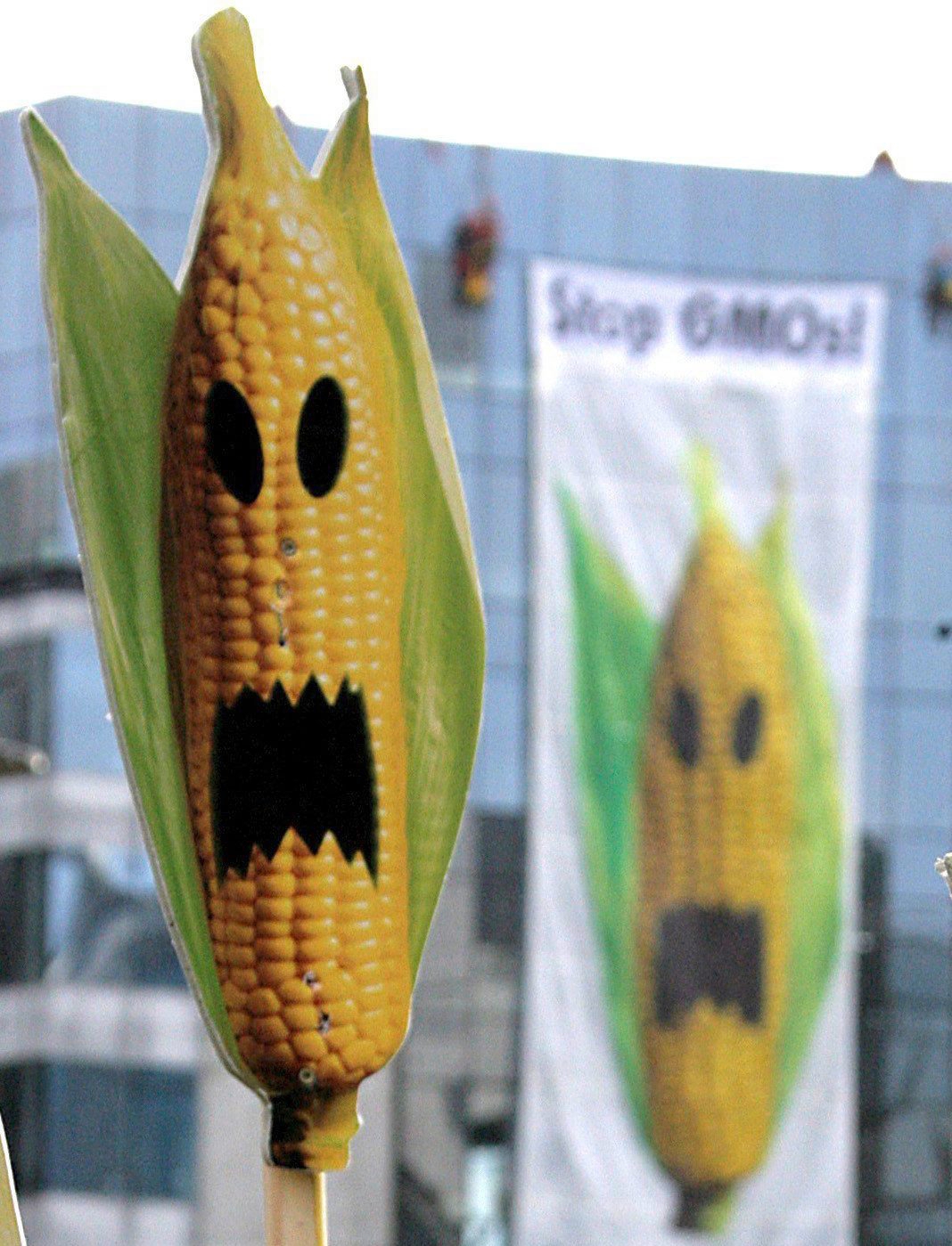 Green peace environmental activist during a action against GMO near the European council building in Brussels  , 25 November 2008. Greenpeace Activists warned decision-makers about the health and environmental risks links to genetically modified agranisms ahead the the Environment ministers council of the 4th Decembers.  (KEYSTONE/EPA/OLIVIER HOSLET) BELGIUM EU ENVIRONMENT GREEPEACE