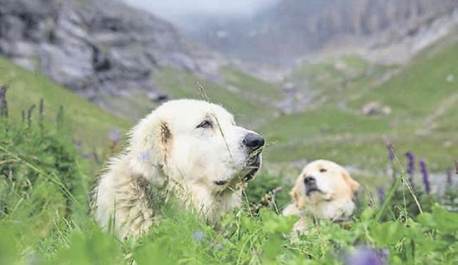 Selon l'office vétérinaire cantonal, il y a en moyenne cinq agressions canines annoncées chaque année en Valais. 