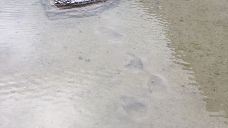 Les traces d'ours ont été aperçues par une randonneuse au fond d'une petite gouille. 
