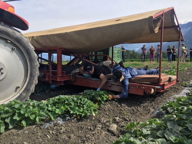 Couchés à plat ventre et installés sur une plate-forme fixée à un tracteur qui avance au pas, le cueilleurs récoltent les précieux cornichons. 