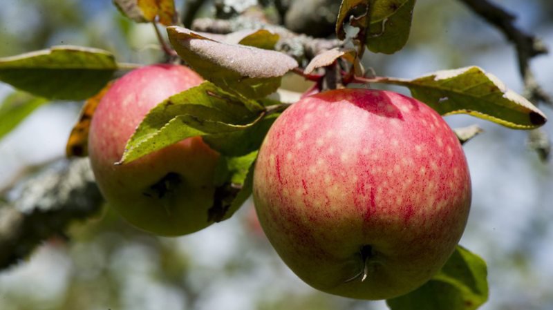 2018 restera comme un excellent millésime pour la pomme suisse.