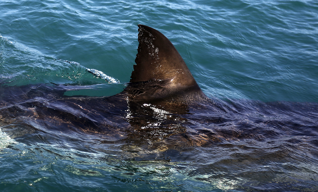 Les attaques de requin restent très rares en Mer Rouge (illustration).