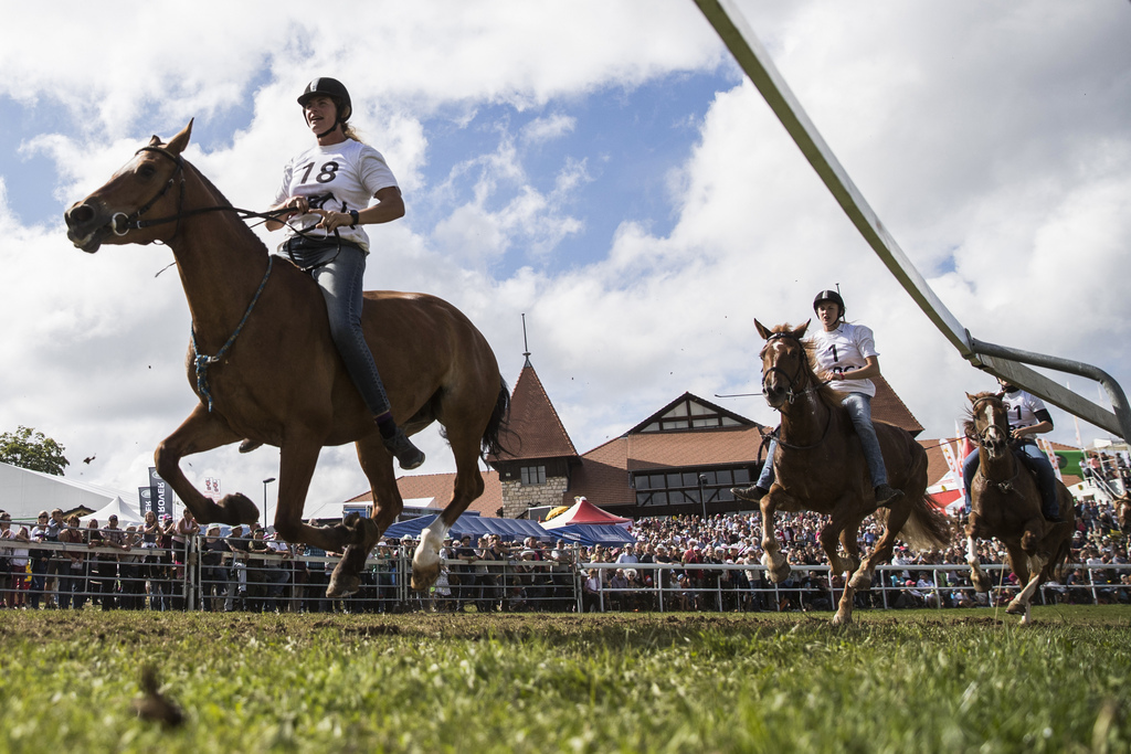 Le public ne semble jamais lassé, même si le programme de cette manifestation consacrée à l'unique race chevaline suisse reste pour l'essentiel immuable.
