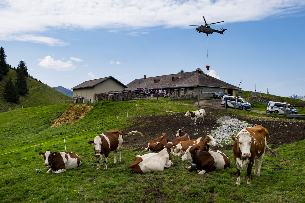 Un hélicoptère Super Puma de l'Armée suisse apporte de l'eau dans un réservoir pour abreuver les vaches d'un paysan sur l'alpage de la Culand au dessus de Rossinière.