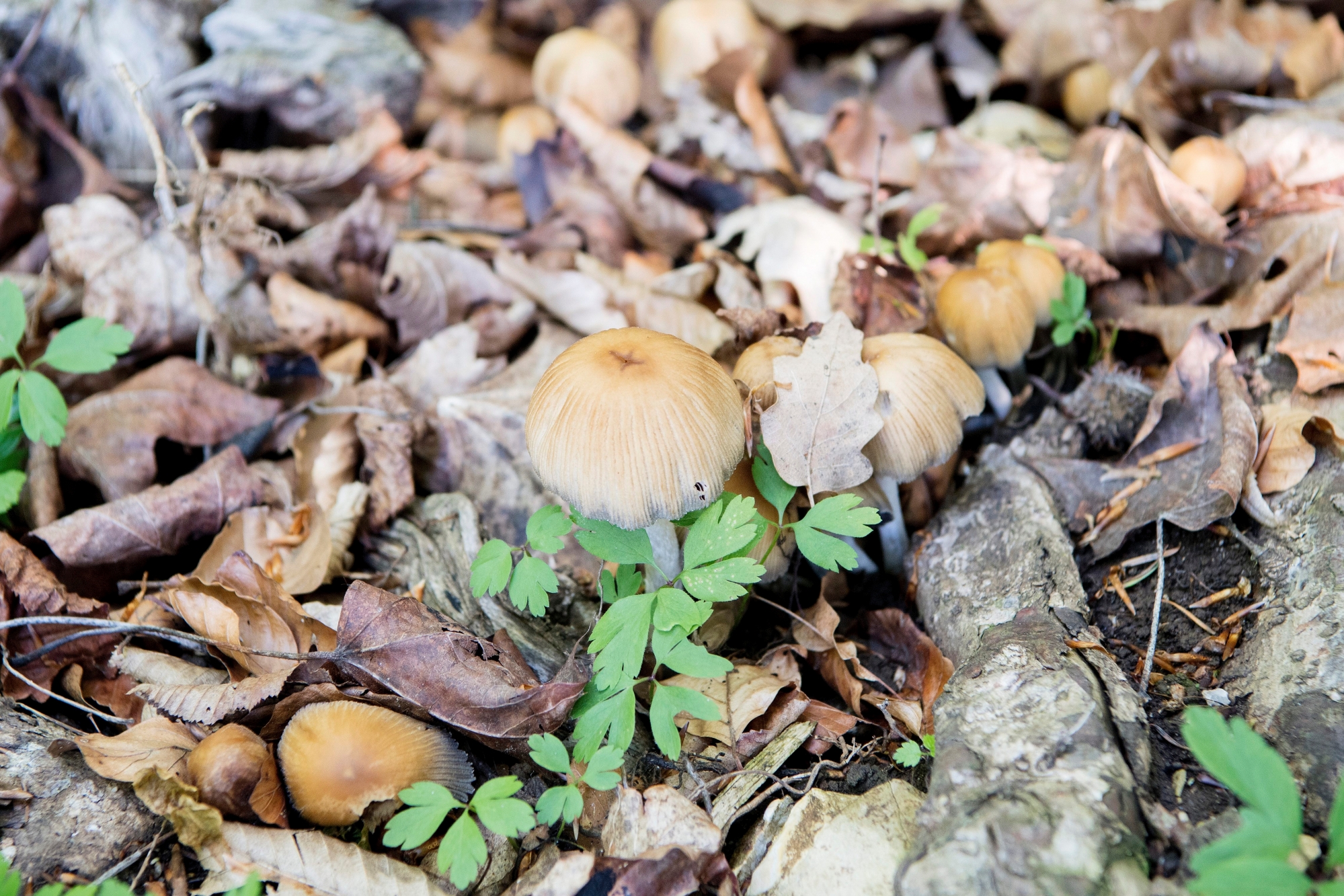 Fete de la nature: balade autour des champignons

Neuchatel, 21 05  2017
Photo : © David Marchon FETE DE LA NATURE