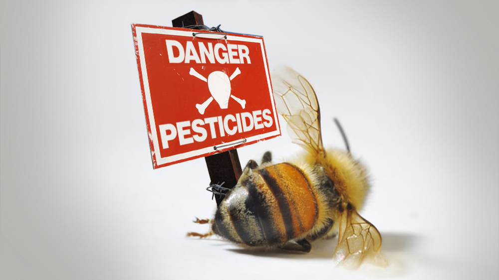 Le Grand Conseil valaisan prend des mesures pour lutter contre la mort des abeilles.