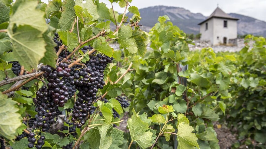 Grand Conseil en direct: les députés veulent développer l’œnotourisme en Valais