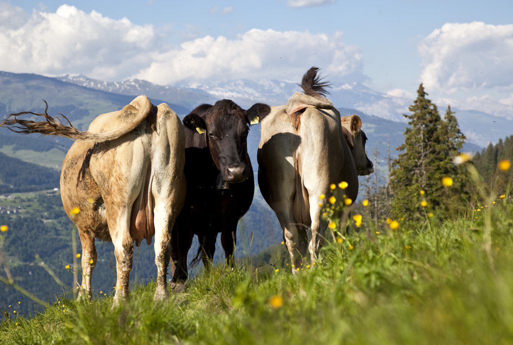 Les animaux consommant des fourrages grossiers, soit principalement les vaches laitières, les veaux, les génisses, les moutons, les chèvres et les chevaux, mangent pour 91,6% du fourrage de provenance suisse, dont 86,6% sont constitués de fourrages grossiers. (illustration)