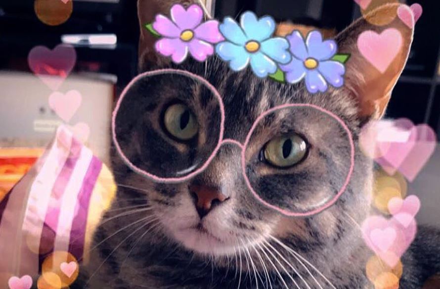 Les chats ont désormais l'immense honneur de pouvoir porter des lunettes et des couronnes de fleurs.