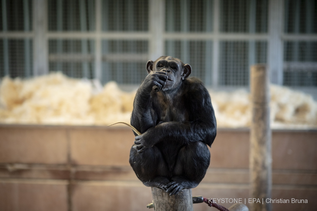 Les chimpanzées ont des capacités encore insoupçonnées que les chercheurs découvrent régulièrement (illustration).