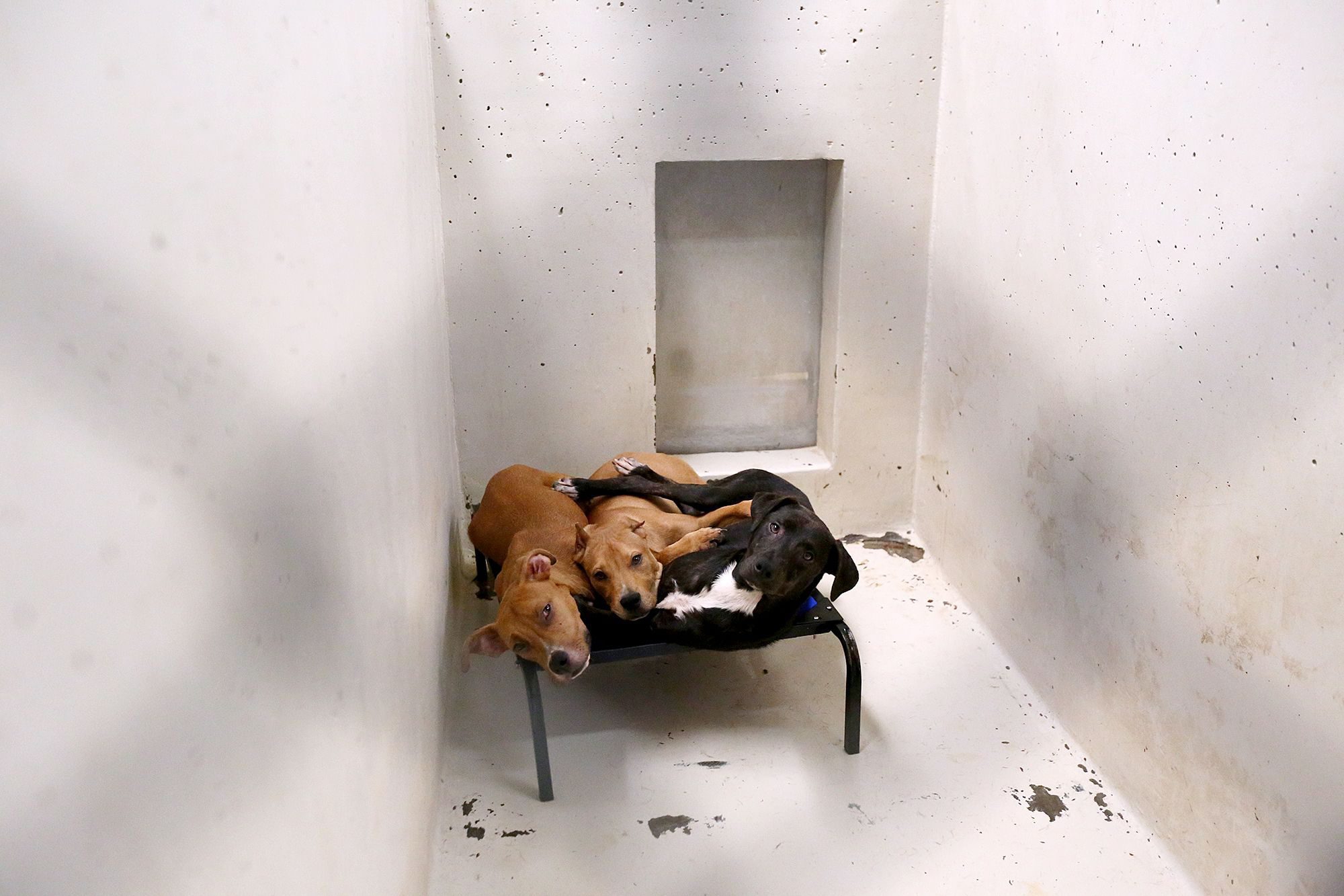 Gunner, a 4-month to 1-year-old pitbull, Henry, a 1 to 2-year-old Labrador mix, and Hector, a 4-month to 1-year-old pitbull mix, cuddle on a cot provided in each kennel Friday, June 17, 2016 at the Odessa Animal Control in Odessa, Texas. The shelter is facing an overpopulation problem and is asking the public to assist in any way they can to adopt or foster the animals. The Professional Standards Unit found that the facility is 120 animals over the 150-animal capacity. (Edyta Blaszczyk/Odessa American via AP) MANDATORY CREDIT ANIMAL CONTROL OVERPOPULATION