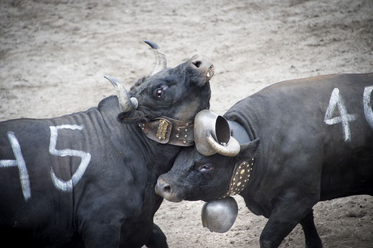 Les éleveurs de la race d'Hérens devraient toucher 190 francs par tête de bétail en cas d'acceptation de l'initiative «pour les vaches à cornes».
