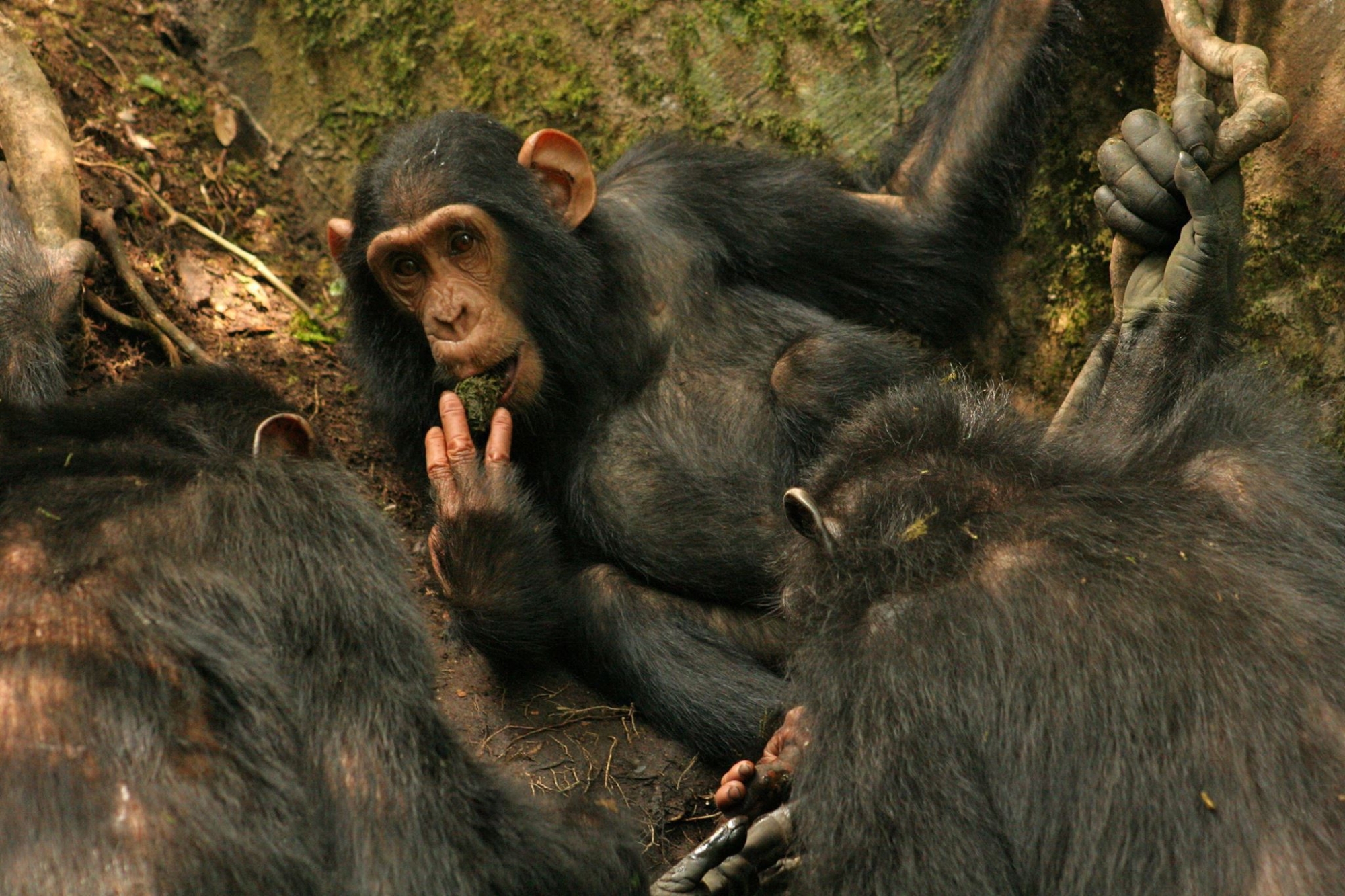 Les chimpanzés de Sonsa en Ouganda ont amélioré leur technique pour boire de l'eau.