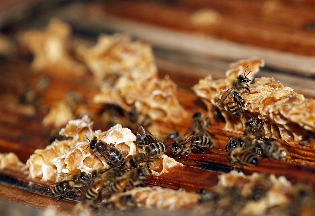 Trois des néonicotinoïdes les plus nuisibles aux abeilles, la clothianidine, l'imidaclopride et le thiaméthoxame seront interdits en Suisse dès la fin de l'année.
