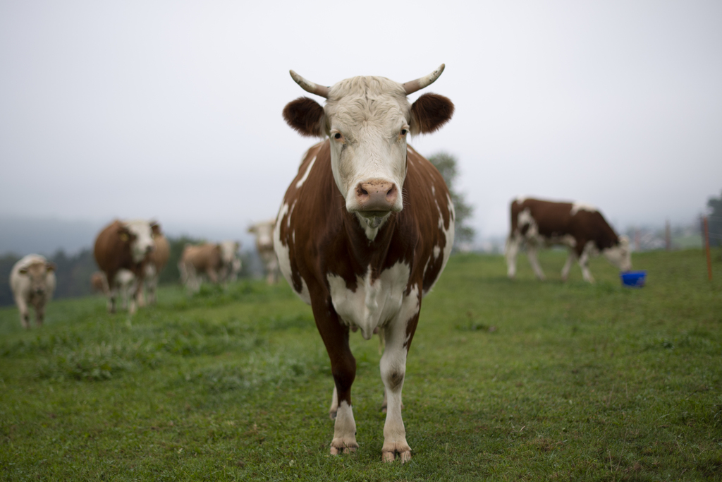 En Suisse, trois quarts des vaches sont dépourvues de cornes.