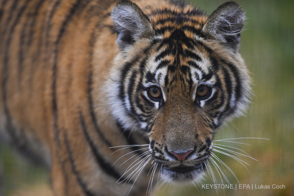 Le tigre sauvage de Chine est un animal en danger d'extinction.