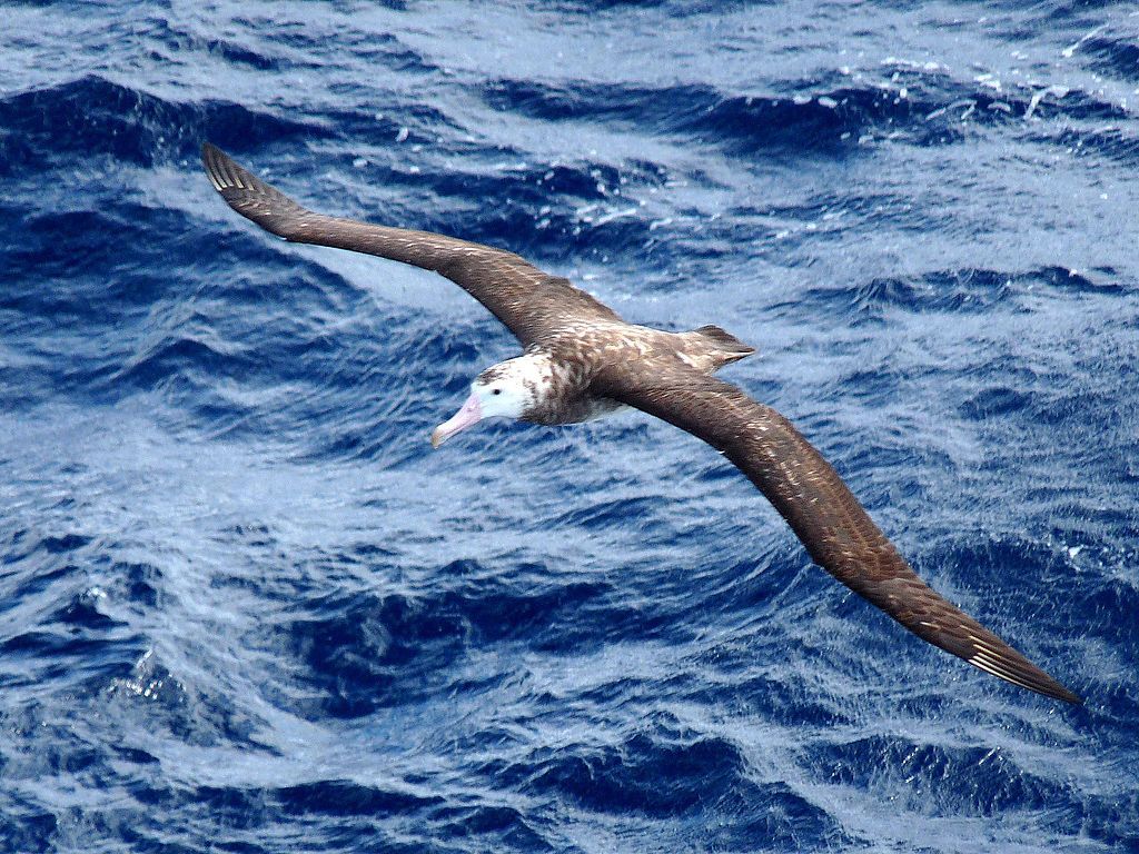 L'albatros Tristan da Cunha, bec rose et plumage noir et blanc, est menacé de disparition par des souris.